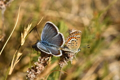 Plebejus argus