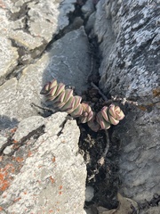 Crassula