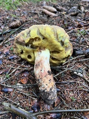 Butyriboletus appendiculatus