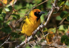 Ploceus cucullatus spilonotus