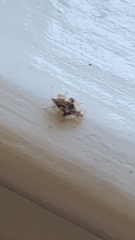 Corythucha marmorata