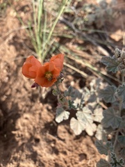 Sphaeralcea parvifolia