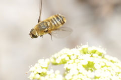 Bombyliidae