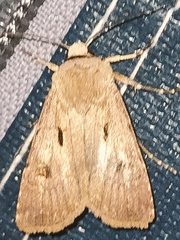 Agrotis exclamationis