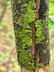 Fuscideaceae