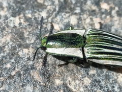 Chalcolepidius