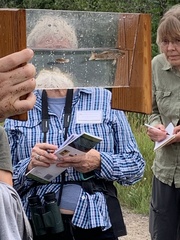 Catostomus commersonii