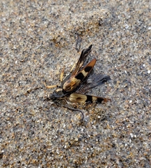 Etorofus obliteratus