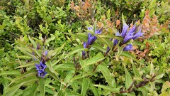 Gentiana asclepiadea