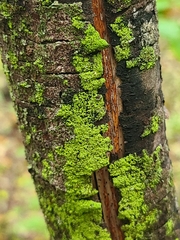 Fuscideaceae