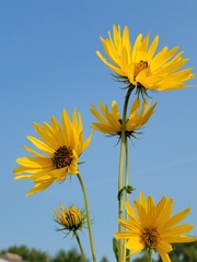 Helianthus maximiliani
