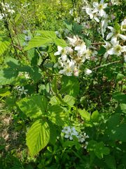 Rubus allegheniensis