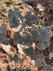Sphaeralcea parvifolia
