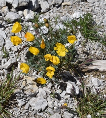Papaver alpinum