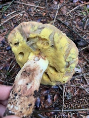 Butyriboletus appendiculatus