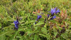 Gentiana asclepiadea