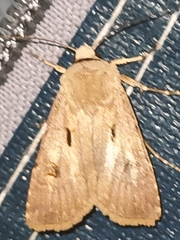 Agrotis exclamationis