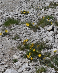 Papaver alpinum
