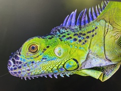 Iguana iguana