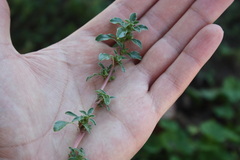 Amaranthus blitoides