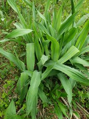 Eryngium yuccifolium
