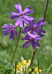 Primula halleri