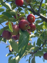 Malus domestica
