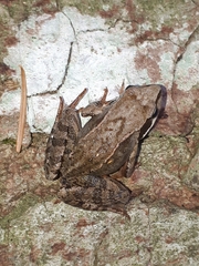 Rana