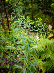 Euthamia graminifolia