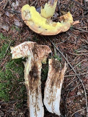 Butyriboletus appendiculatus