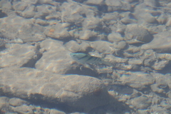 Abudefduf abdominalis