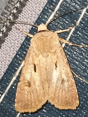 Agrotis exclamationis