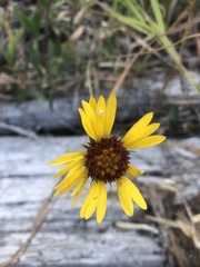 Gaillardia aristata