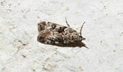 Eudonia mercurella