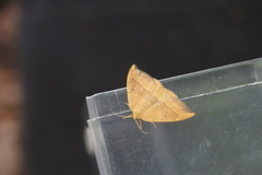 Watsonalla cultraria