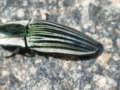 Chalcolepidius