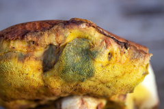 Butyriboletus appendiculatus