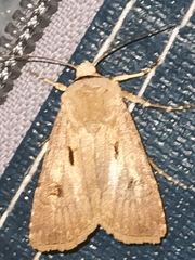 Agrotis exclamationis