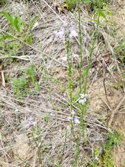 Nuttallanthus canadensis