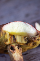 Butyriboletus appendiculatus