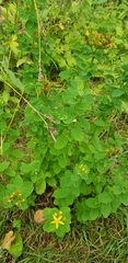 Hypericum tetrapterum