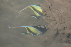 Zanclus cornutus