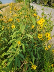 Helianthus maximiliani