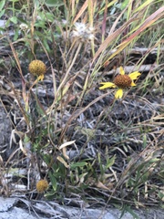 Gaillardia aristata