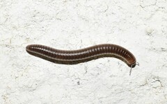 Pachyiulus flavipes