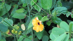 Thunbergia alata