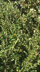 Cotoneaster simonsii