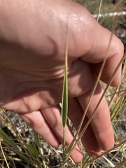 Thinopyrum intermedium