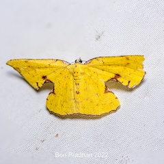 Corymica