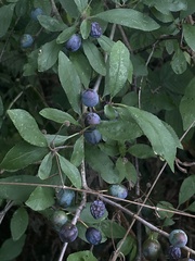Prunus spinosa